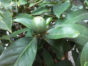 Posoqueria latifolia